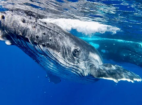 Humpback Whales Moorea
