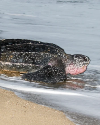 Leatherback sea turtle