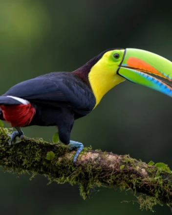 Keel-billed toucan in the wild