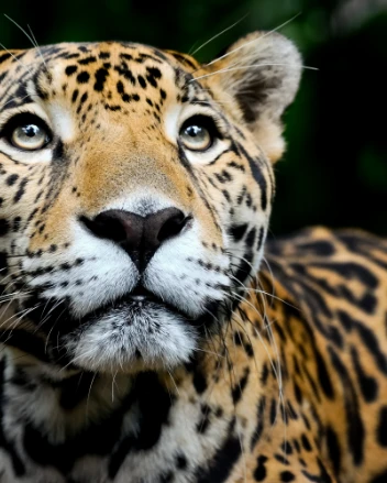 Jaguar Portrait