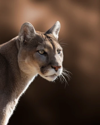 Cougar Puma