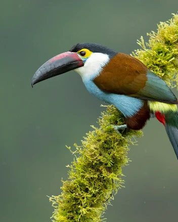 Black-billed mountain toucan