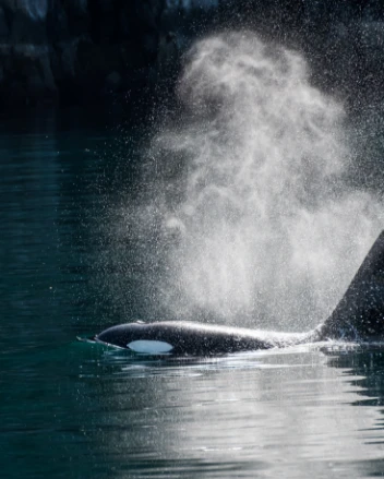 Orca Whale blow in the sunlight