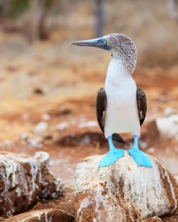 Blue Footed Booby