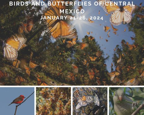 Birds-and-Butterflies-of-Central-Mexico-2024