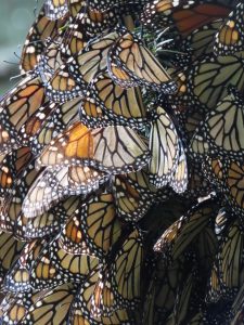 Cluster of monarch butterflies at sanctuary in Mexico