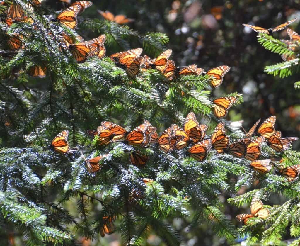 Monarch-Butterflies-–-Piedra-Herrada-Sanctuary-in-Mexico