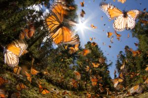 monarch butterflys flying