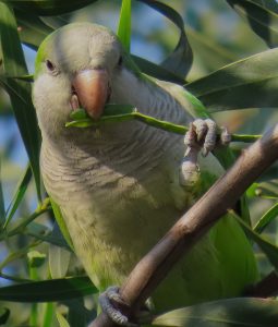 Monk Parakeet in Mexico City