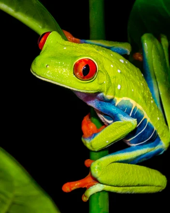 Red-eyed tree frog