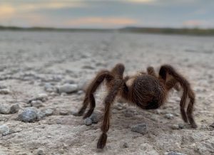 close up of a tarantula in Southeast Colorado