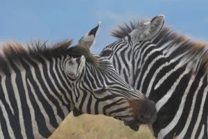 Zebras Ngorongoro