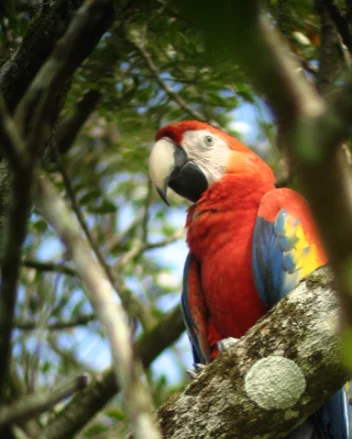 Scarlet macaw