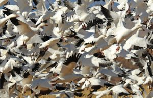 Snow Geese in flight at Bosque del Apache, New Mexico - Stock