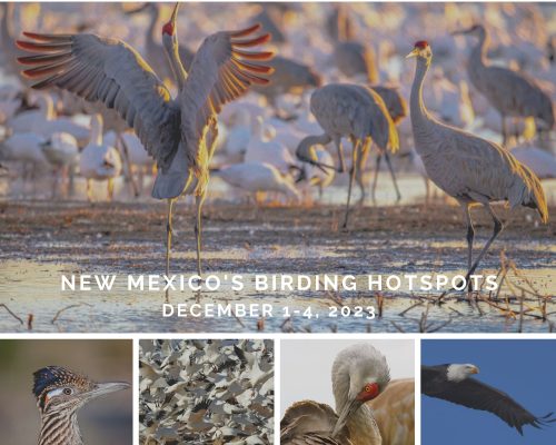 New Mexico's Birding Hotspots 2023