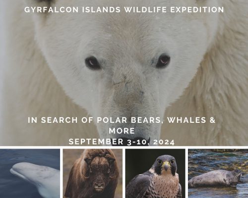 Gyrfalcon Islands Wildlife Expedition