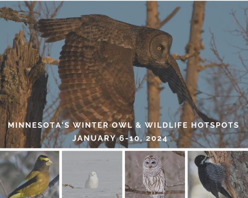 Minnesota's Winter Owl and Wildlife Hotspots 2024