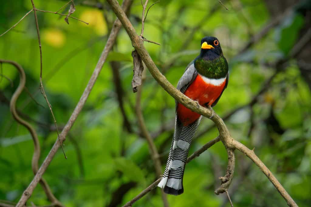 Elegant-Trogon-–-Trogon-elegans-called-Coppery-tailed.,-bird-ranging-from-Guatemala-in-the-south-as-far-north-as-New-Mexico,-red-black-and-green-bird-in-the-forest,-beautiful-detail,-looking-around.