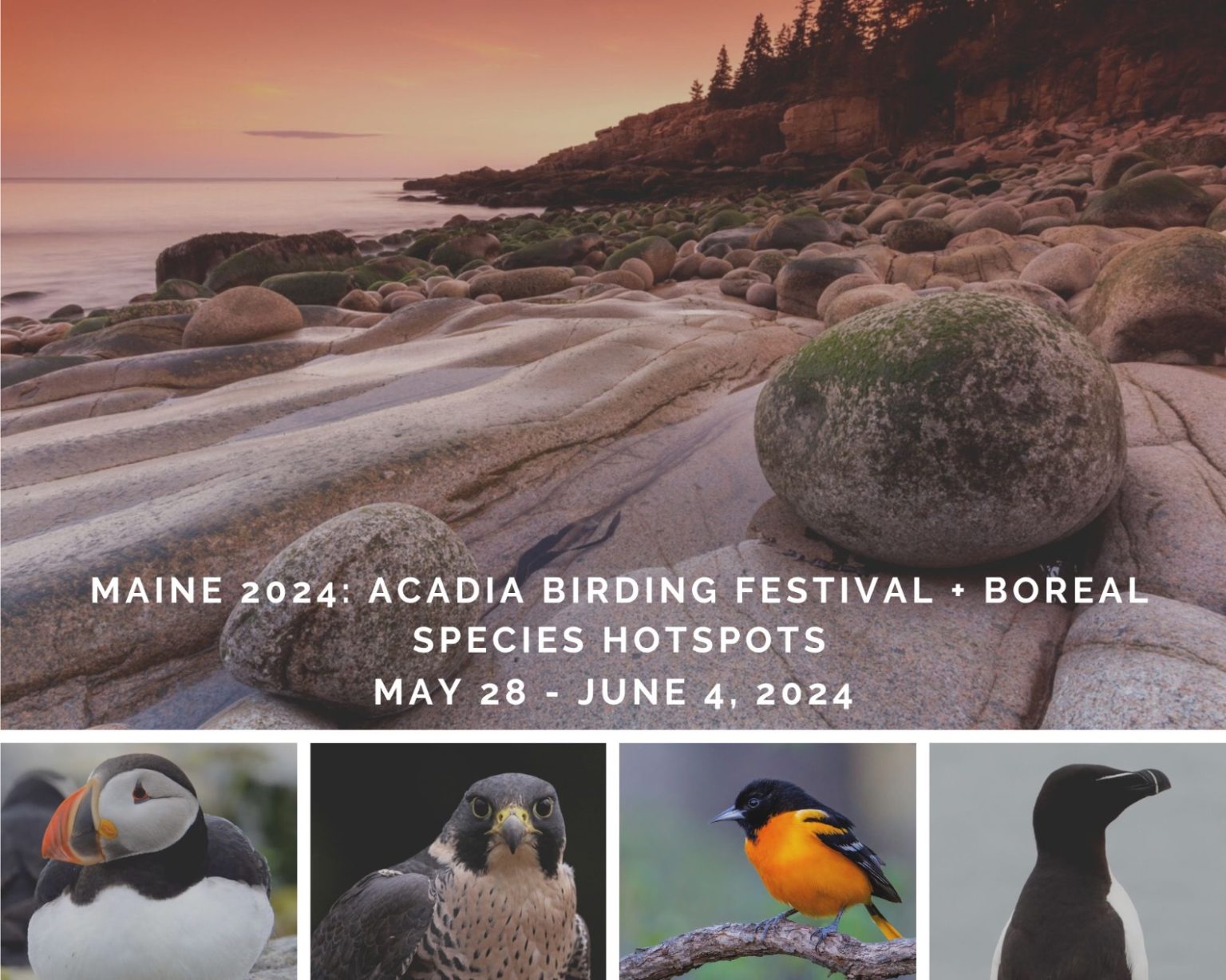 Acadia Bird Festival 2024 Raina Elenore