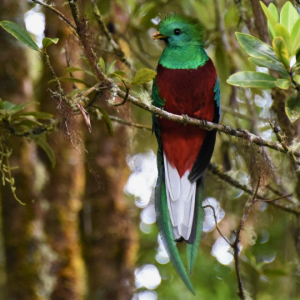 Guided birding and wildlife tour to Costa Rica with Reefs to Rockies and Wild Birds Unlimited.