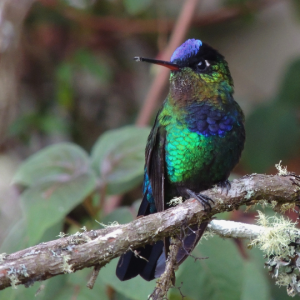 Guided birding and wildlife tour to Costa Rica with Reefs to Rockies and Wild Birds Unlimited.