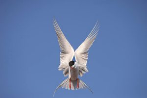 Guided birding and natural history tour to Iceland with Reefs to Rockies and Denver Audubon.