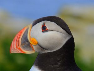 Guided birding and natural history tour to Iceland with Reefs to Rockies and Denver Audubon.