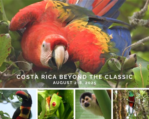 Guided birding and wildlife tour to Costa Rica with Reefs to Rockies and Wild Birds Unlimited.