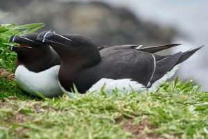 Guided birding and natural history tour to Iceland with Reefs to Rockies and Denver Audubon