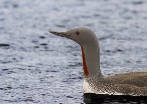 Guided birding and natural history tour to Iceland with Reefs to Rockies and Denver Audubon.