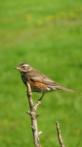 Guided birding and natural history tour to Iceland with Reefs to Rockies and Denver Audubon.