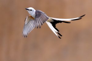 Guided birding trip to Arkansas and the Ozarks with Wild Birds Unlimited and Reefs to Rockies.