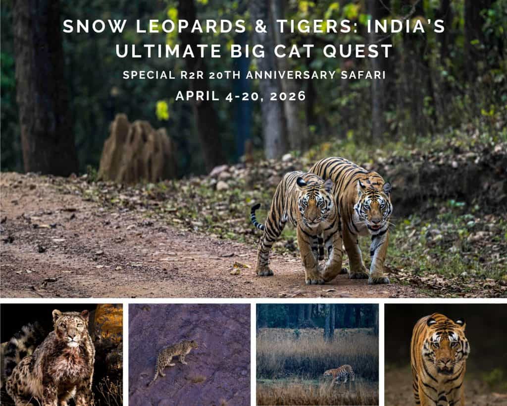 India-Big-Cat-Quest-2026-Postcard