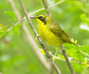 Kentucky Warbler