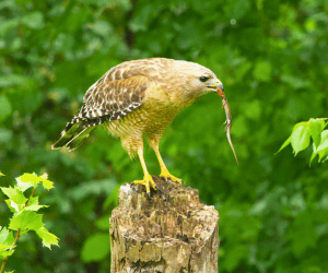 Red-shouldered Hawk