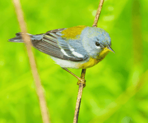 Northern Parula