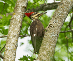 Pileated woodpecker