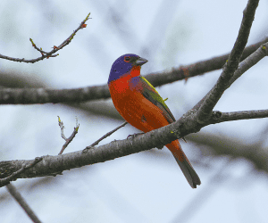 Painted Bunting