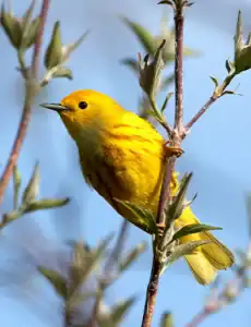 Yellow Warbler by Kyle Carlsen
