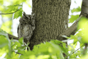 Eastern Screech-Owl by Kyle Carlsen