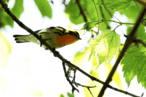 Blackburnian Warbler by Kyle Carlsen
