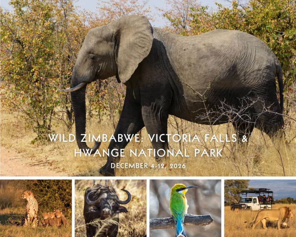 Wild-Zimbabwe-with-Reefs-to-Rockies-2026-–-Postcard