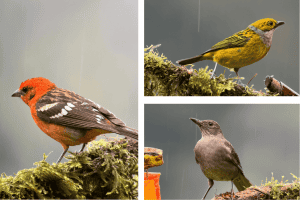 Tanagers and thrush at fruit feeders