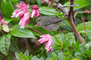 Slaty flowerpiercer