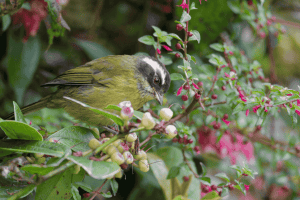 sooty-capped chlorospingus