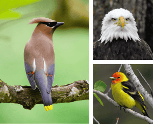 Cedar Waxwing, Bald Eagle, and Western Tanager