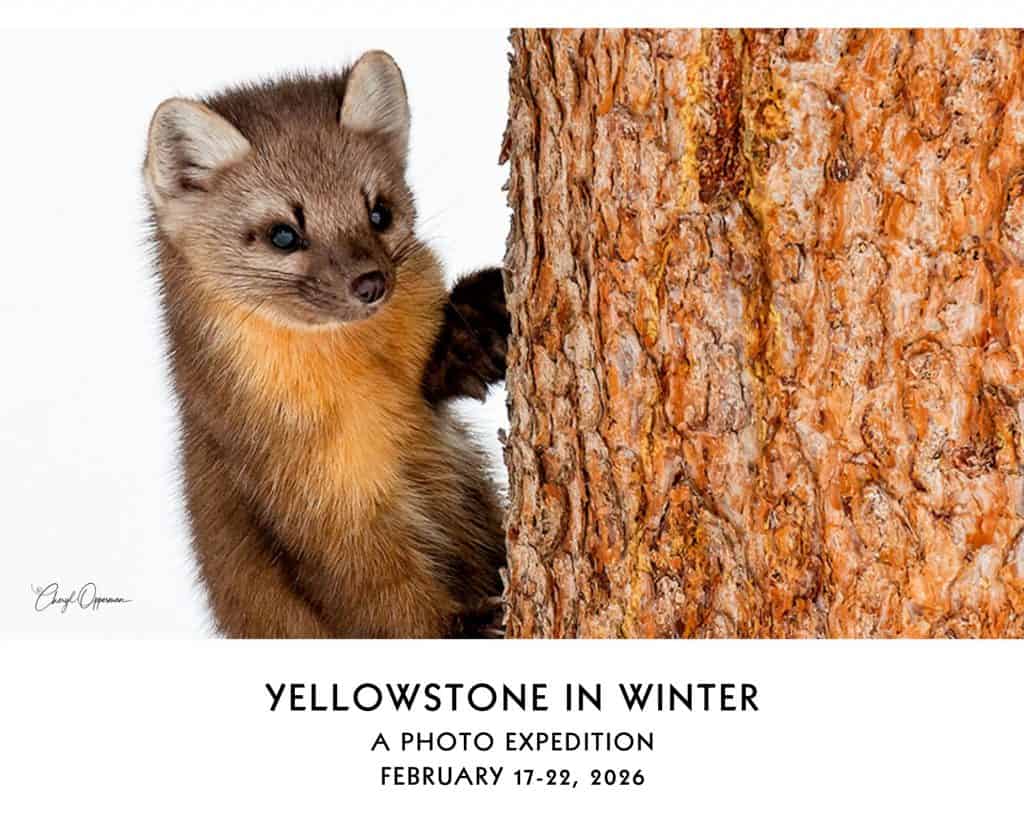 yellowstone-photo-expedition-postcard-–-5