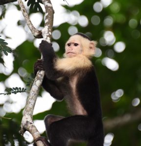 Capuchin monkey