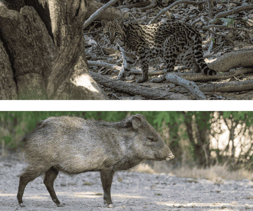 Ocelot and javelina