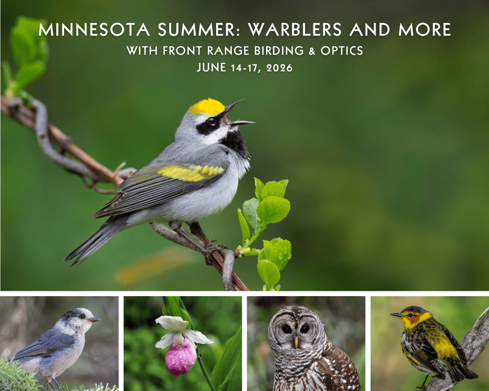 Minnesota-Summer-Birding-Postcard